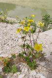 Ranunculus sardous