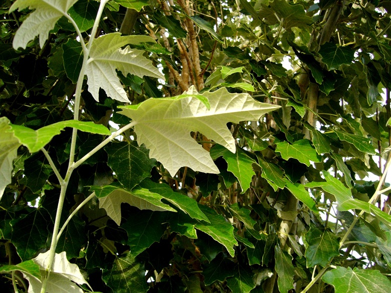 Image of Populus alba specimen.