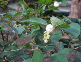 Symphoricarpos albus var. laevigatus