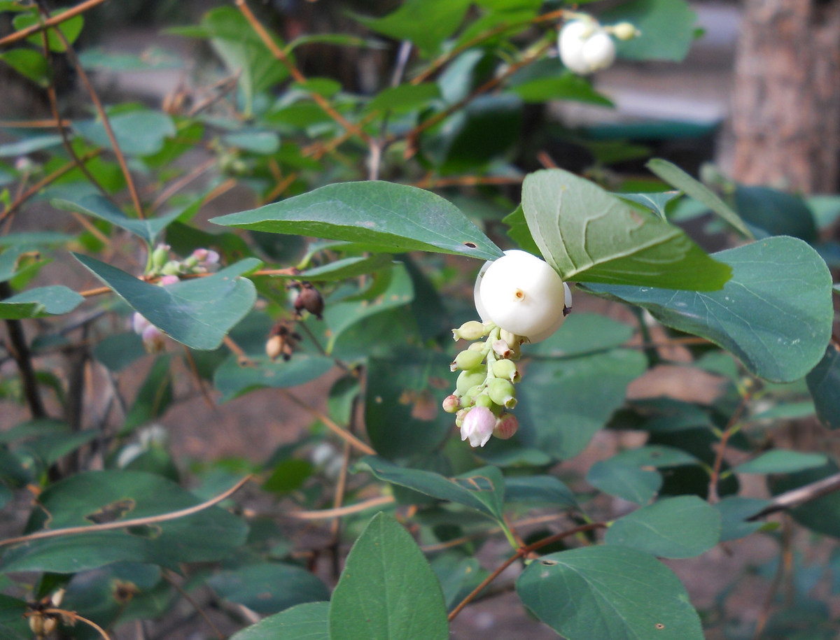 Изображение особи Symphoricarpos albus var. laevigatus.