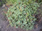 Alchemilla caucasica. Плодоносящее растение. Кабардино-Балкария, урочище Джилы-Су, 2400 м н.у.м. 24.07.2012.