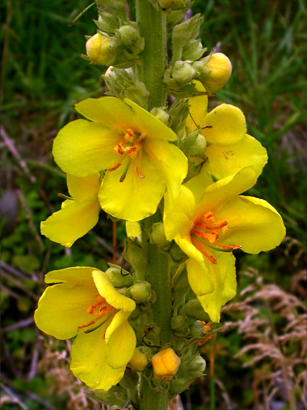 Изображение особи Verbascum phlomoides.