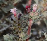 Moltkiopsis ciliata. Верхушка цветущего растения. Israel, Holon Sands. 23.03.2012.