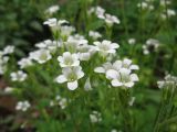 Saxifraga irrigua. Цветки. Крым, Бахчисарайский р-н, Большой каньон, долина р. Коккозка. 13.05.2012.