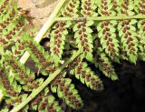 Athyrium monomachii. Обратная сторона вайи. Владивосток, Академгородок. 15 сентября 2012 г.