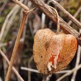 Alkekengi officinarum var. franchetii