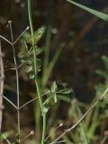 Cardamine dentata