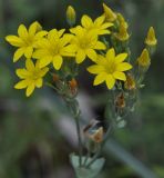 Blackstonia perfoliata. Соцветие. Греция, Пиерия, окр. с. Платамонас (Πλαταμώνας). 08.06.2013.