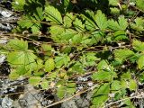 Potentilla arenosa