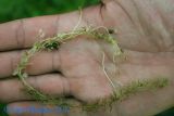 Utricularia intermedia. Часть растения с облиственным побегом, от которого отходят побеги с ловчими пузырьками. Украина, Волынская обл., Ковельский р-н, с. Любче, сплавина оз. Охотин, в углублениях среди сфагнов. 17 июля 2007 г.