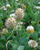 Trifolium fragiferum. Соплодия. Краснодарский край, север Кубани, станица Шкуринская, придворовая растительность. 29.06.2009.