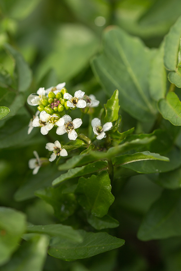 Изображение особи Nasturtium officinale.