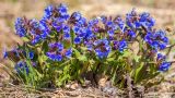 Pulmonaria mollis