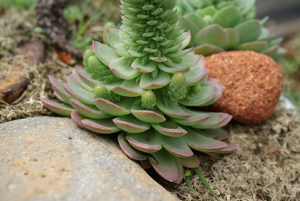 Изображение особи Orostachys malacophylla.