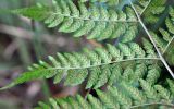 Dryopteris expansa