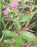 Hylotelephium triphyllum. Цветущее растение. Башкортостан, окр. Белорецка, сосновый лес. Первая половина августа.