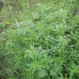 Vicia baicalensis