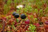 Empetrum nigrum. Веточка с плодом. Новгородская обл., Боровичский р-н, юго-западнее дер. Заречная, болото. 26.09.2015.