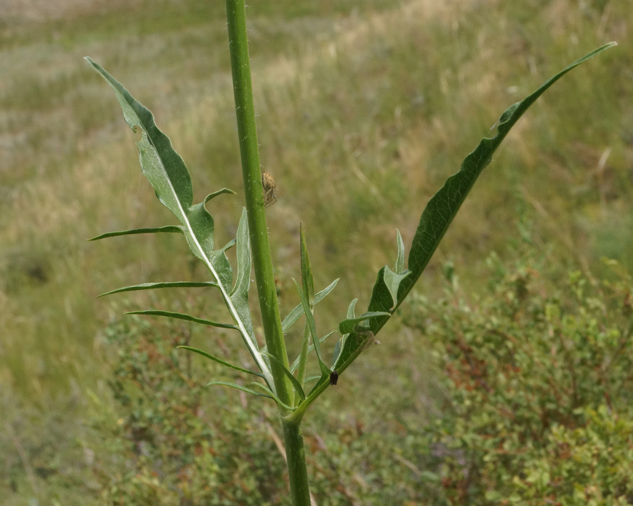 Изображение особи Dipsacus dipsacoides.