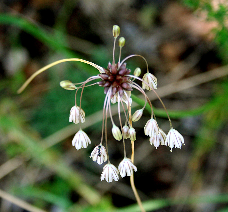 Image of Allium oleraceum specimen.