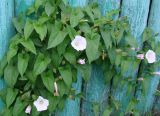 Calystegia sepium