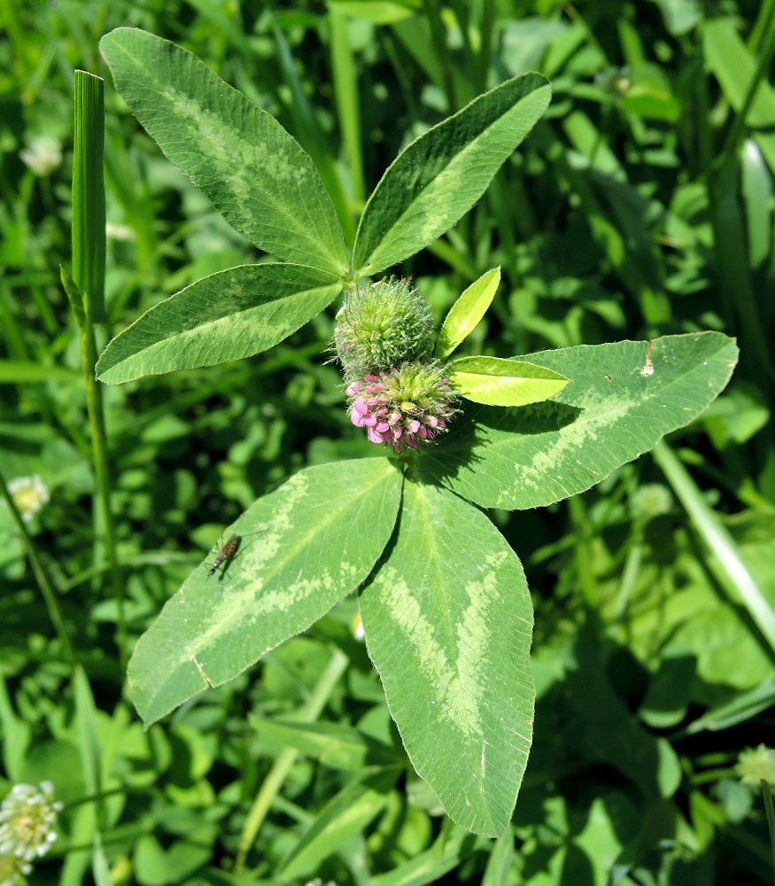 Изображение особи Trifolium pratense.