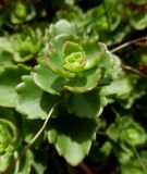 Sedum spurium. Верхушка побега. Марий Эл, г. Йошкар-Ола, клумба. 15.07.2016.