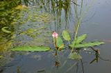 Persicaria amphibia. Цветущее растение. Южный Урал, р. Уфа в р-не пос. Уфа-Шигири. 23 июля 2016 г.