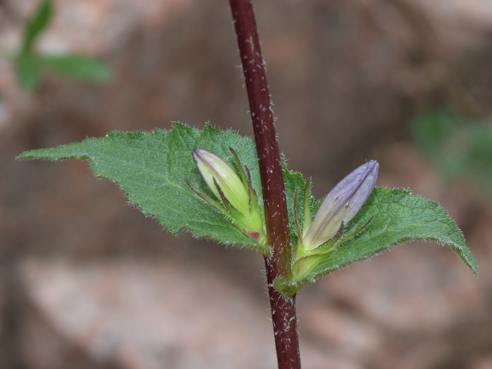 Изображение особи Campanula glomerata.