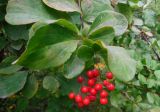 Berberis koreana