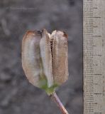 Fritillaria pallidiflora