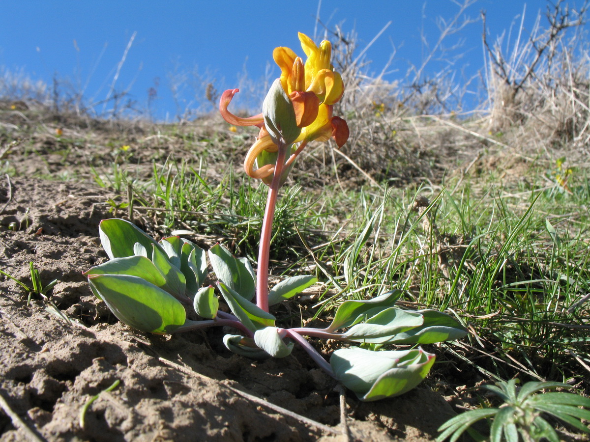 Изображение особи Corydalis sewerzowii.