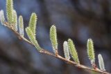 Salix siuzewii