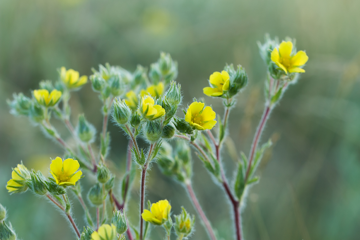 Изображение особи род Potentilla.