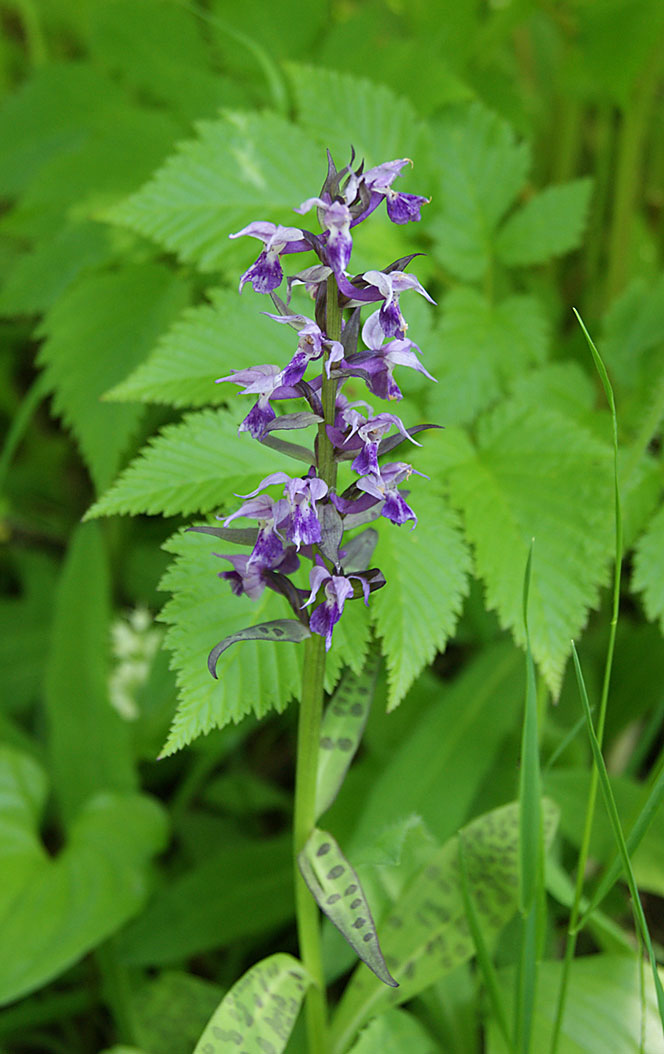 Изображение особи Dactylorhiza aristata.