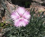 Dianthus plumarius. Цветок. Средний Урал, Свердловская обл., г. Невьянск, северо-восточный берег Невьянского пруда, скальные выходы. 14.07.2017.