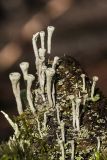 Cladonia fimbriata