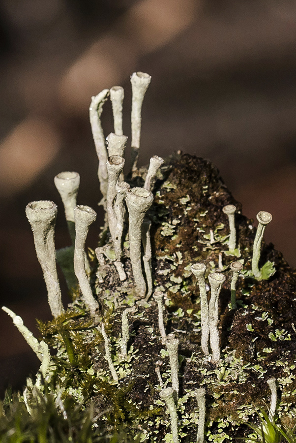 Изображение особи Cladonia fimbriata.