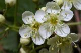 Sorbus torminalis