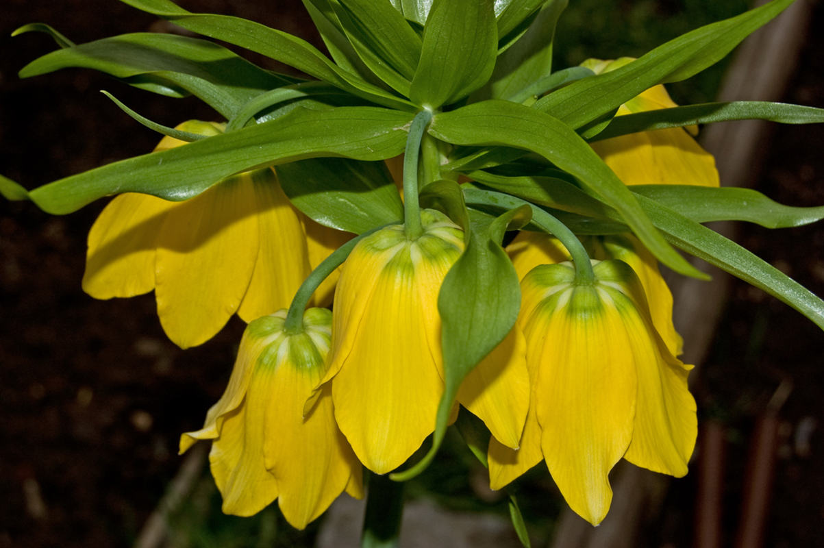 Изображение особи Fritillaria imperialis.