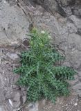 genus Cirsium. Цветущее растение. Грузия, Боржоми-Харагаульский национальный парк, маршрут №1; гребень горного отрога, ≈ 1750 м н.у.м., основание отдельно стоящей скалы. 26.05.2018.