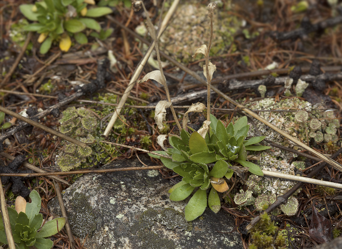 Изображение особи род Draba.