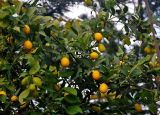 Citrus japonica. Ветви плодоносящего дерева. Турция, Чиралы, в культуре. 03.01.2019.