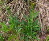 Bupleurum martjanovii