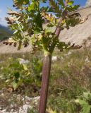 Chaerophyllum aureum. Средняя часть стебля с листьями. Адыгея, Кавказский биосферный заповедник, южный скалистый склон горы Оштен, исток р. Мутный Тепляк, субальпийский пояс, ≈ 2100 м н.у.м., среди камней. 30.08.2015.