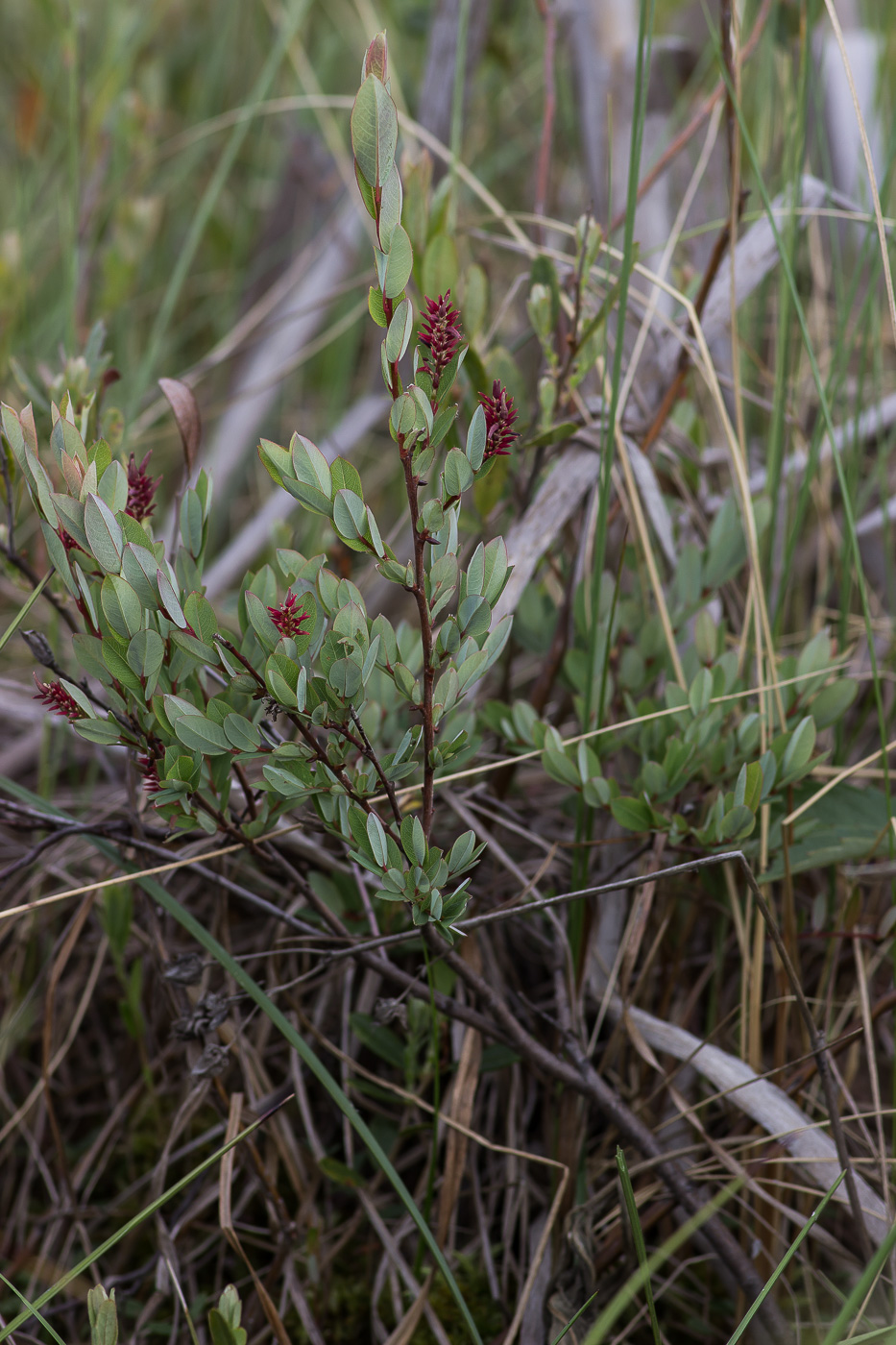 Image of Salix myrtilloides specimen.