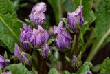 Mandragora autumnalis