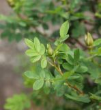 Rosa spinosissima