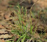 Carex digitata