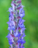 Salvia tesquicola